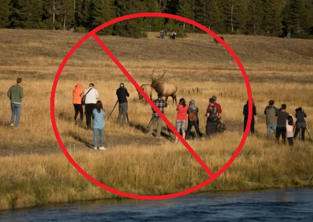 Don’t be like these people! Please take your photos from a safe and respectful distance. Trent Sizemore photo
