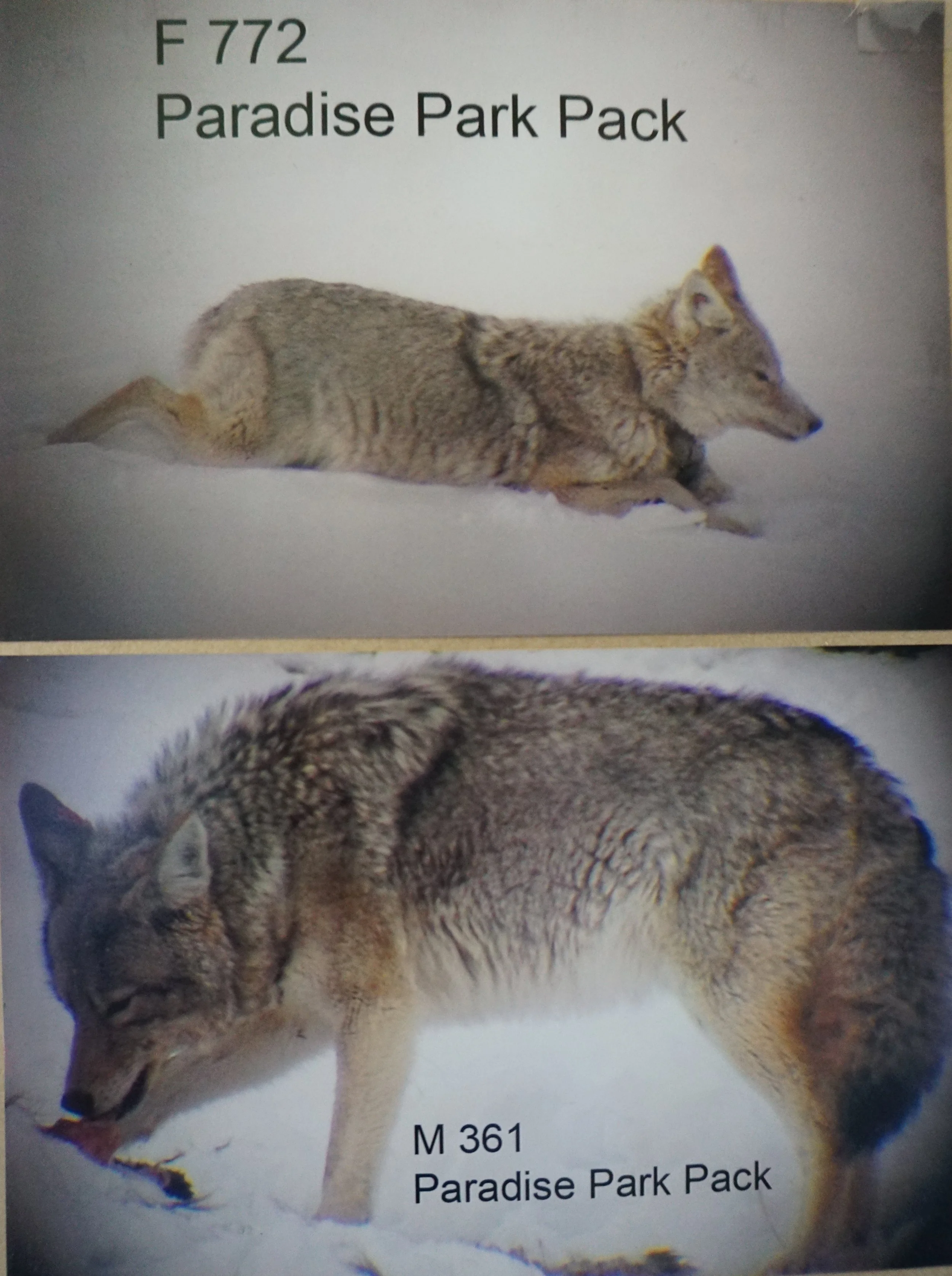 M361: The Little Coyote that Could