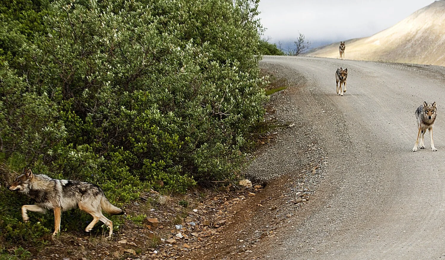 Coexisting with Carnivores