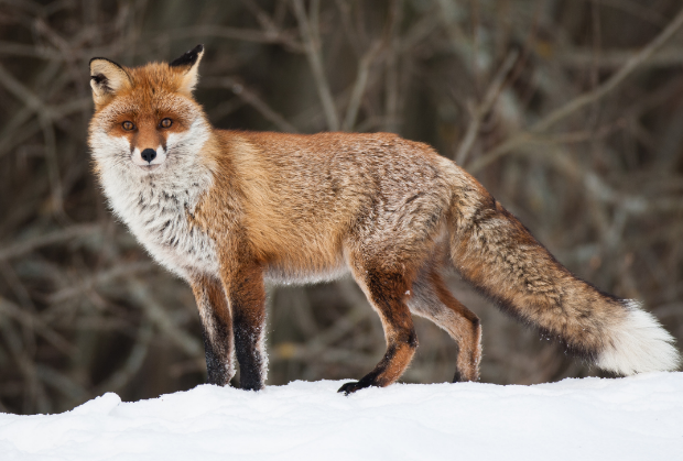 YERC Publication Spotlight:  Recent Findings Suggest Adding Red Fox to Climate - Threatened Whitebark Pine Trophic System - Patrick R. Cross and Robert L. Crabtree Canadian Journal of Zoology 