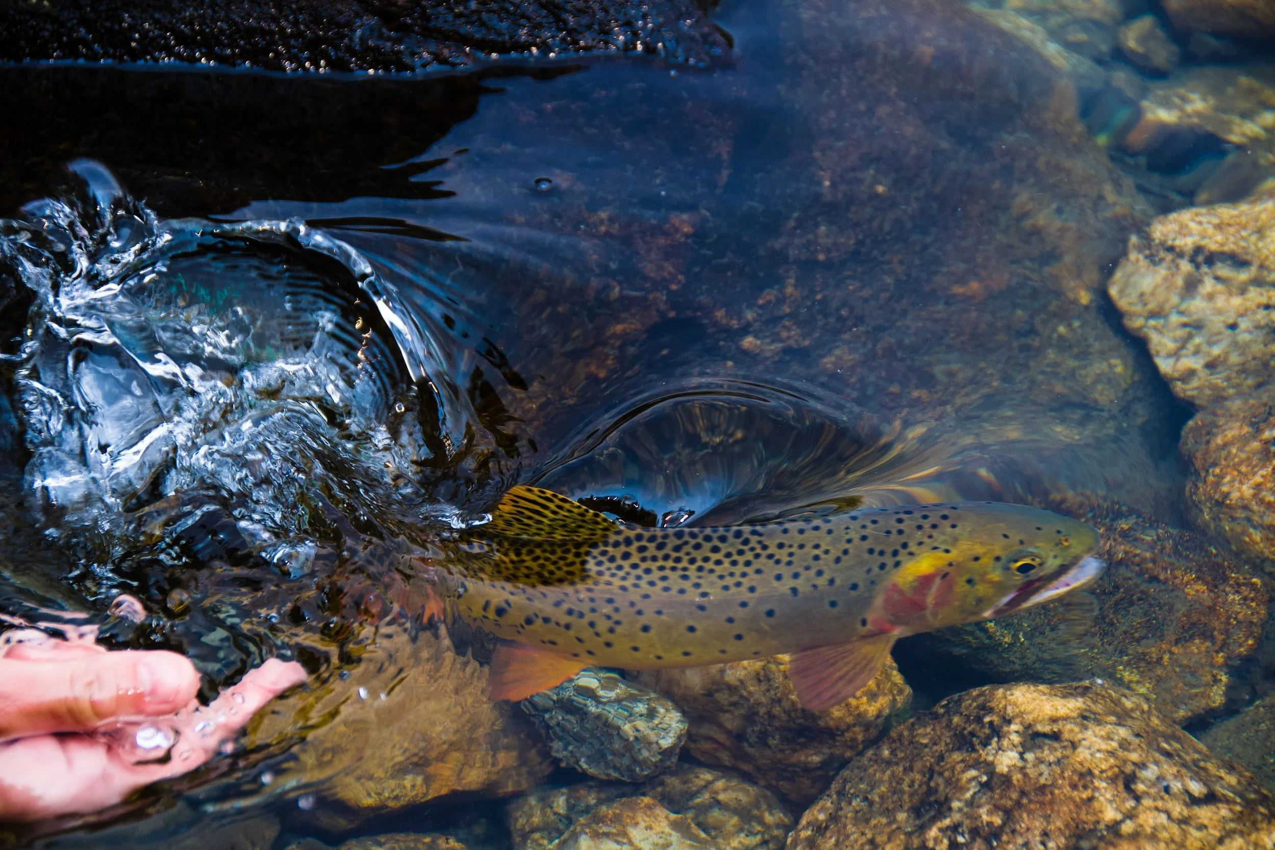 RiverNET: Additional Diagnostics 