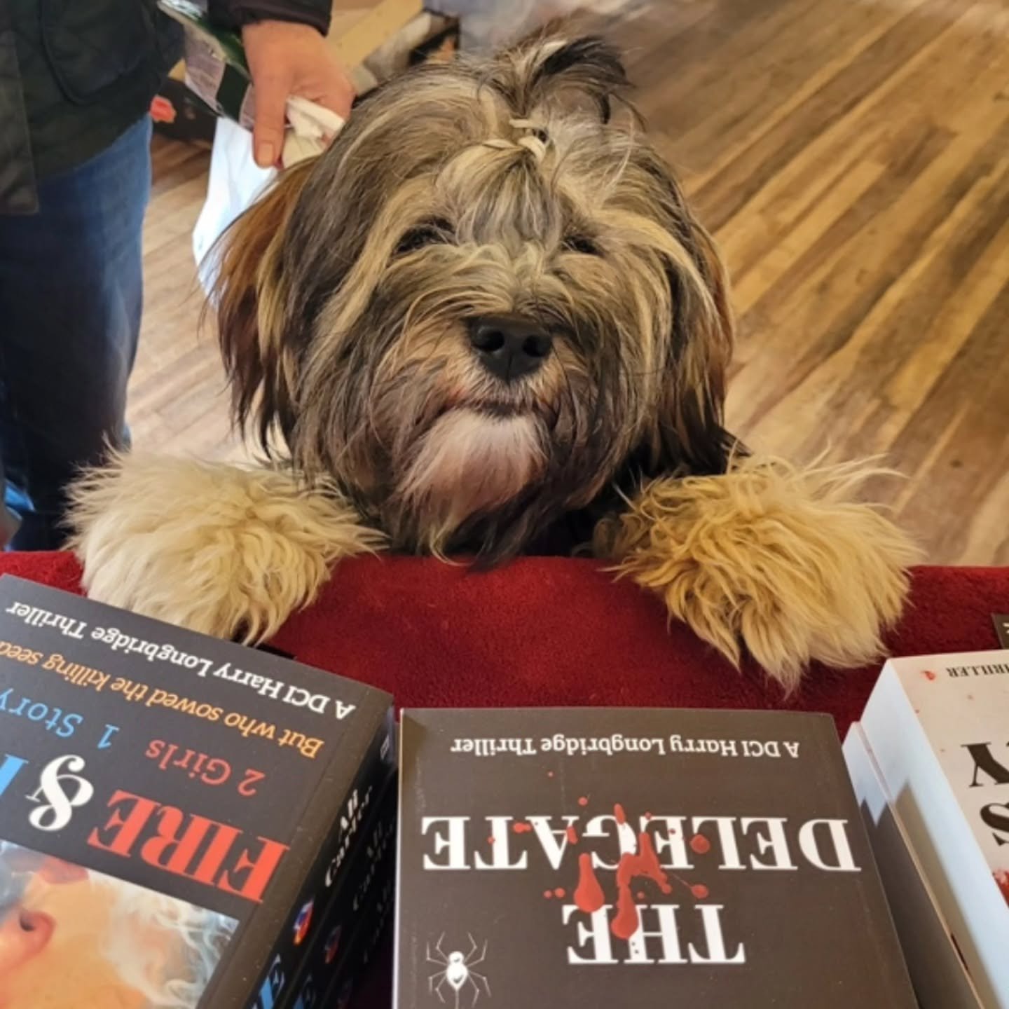 Met this adorable little lady at my signing event this afternoon - must remember to take treats next time!! 🥰 

#booksandpups #pupsandbooks #dogreader #pupfiction