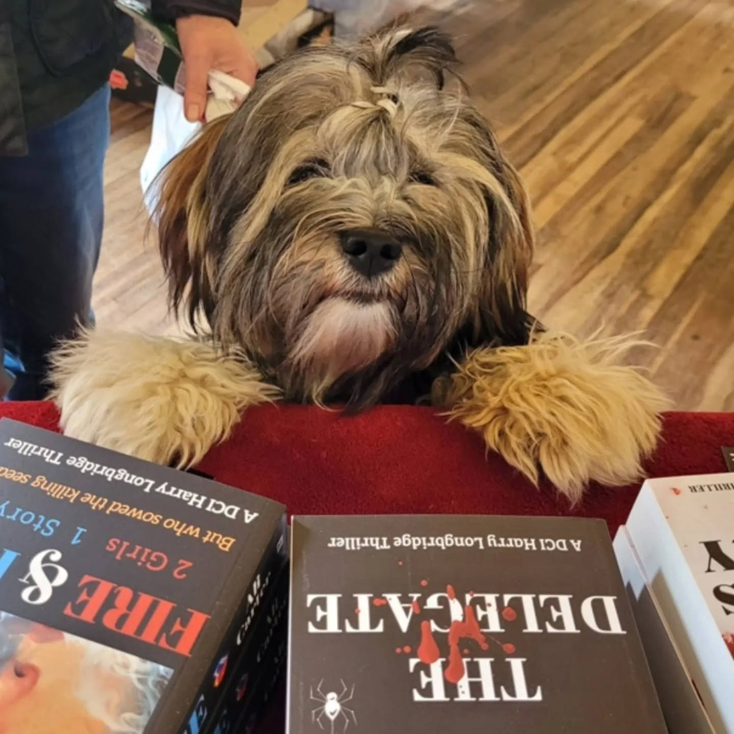 Met this adorable little lady at my signing event this afternoon - must remember to take treats next time!! 🥰 

#booksandpups #pupsandbooks #dogreader #pupfiction