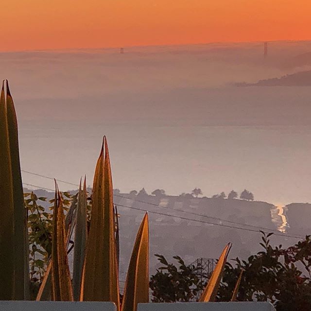 See the towers of Golden Gate Bridge peaking through the evening fog? I took the pic at the end of my open house at 922 Arlington! Such a special property 🌿☀️✨