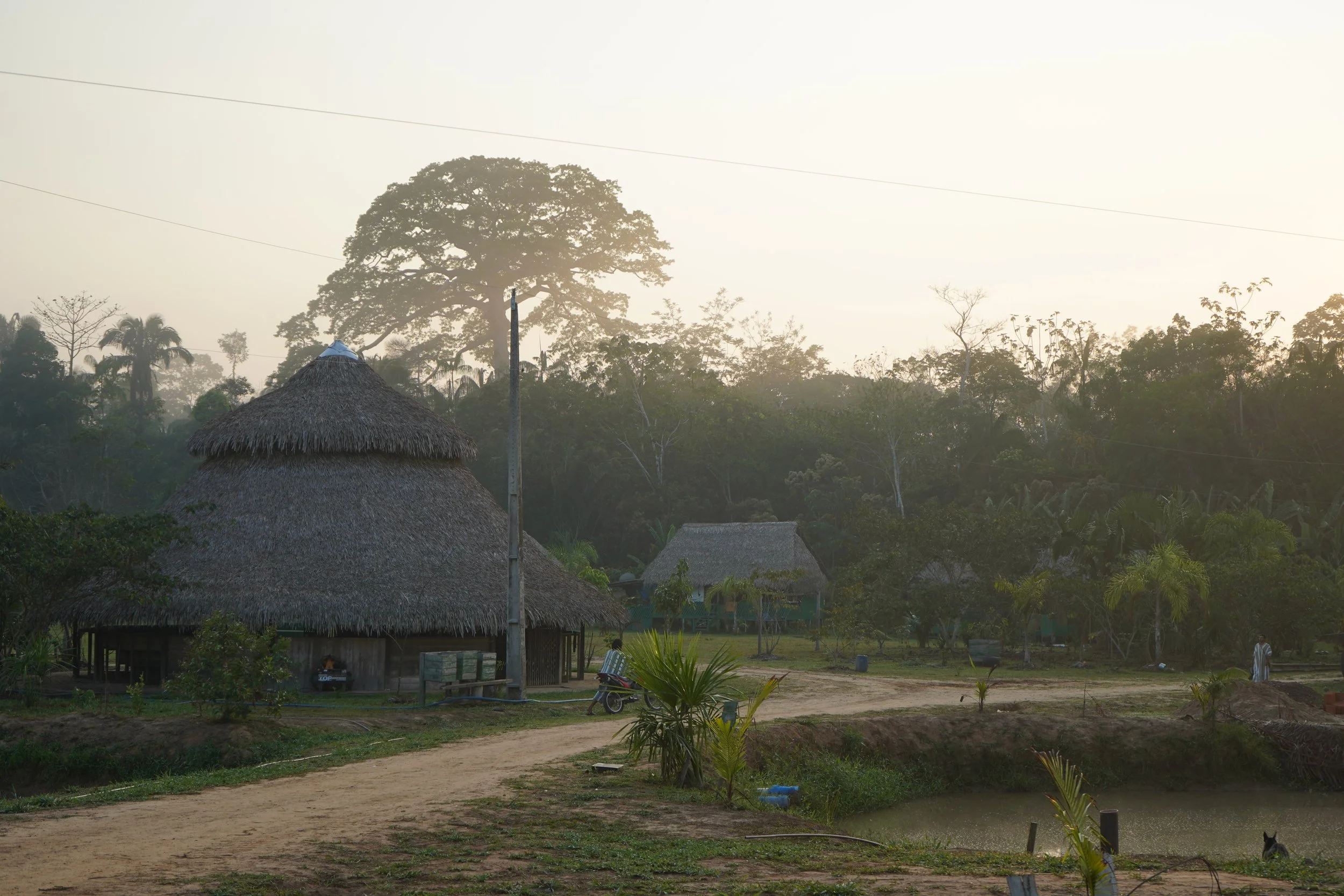 Rural scene with traditional thatched-roof houses, dirt road, lush greenery, and large trees in the background during daytime.