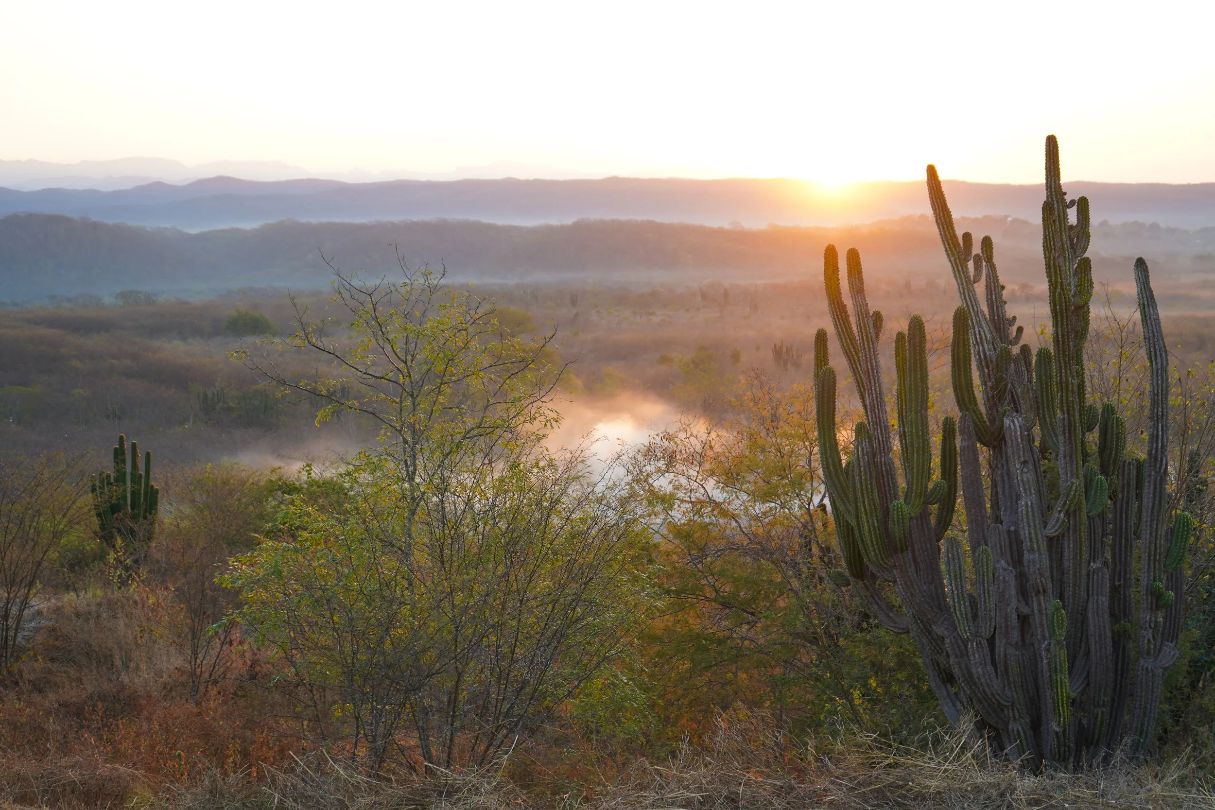 Desert landscape with cacti, sparse trees, and mountains in the distance during sunset, with a soft glow and mist in the air.