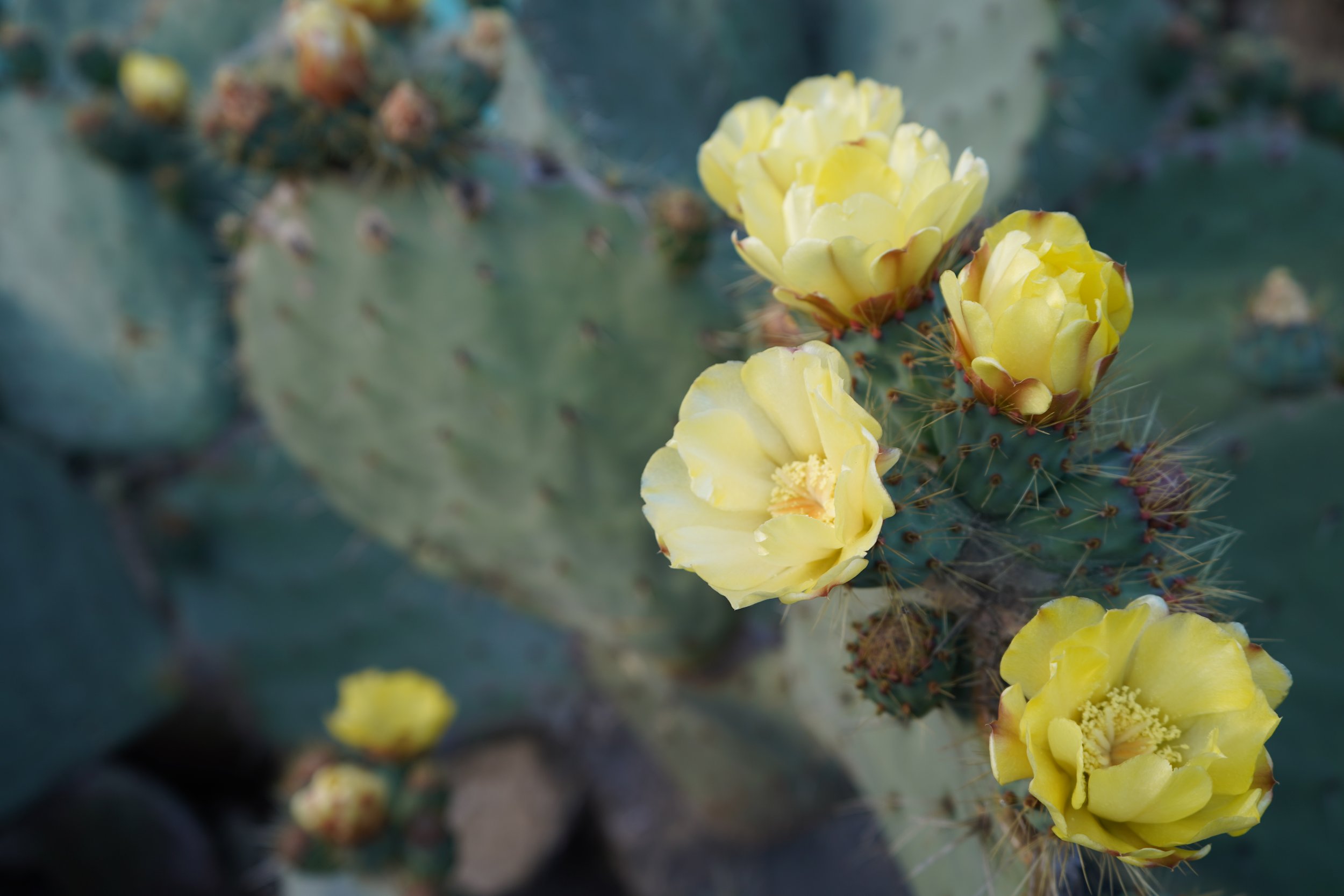 Yellow cactus flowers blooming on a green cactus pad with spines.
