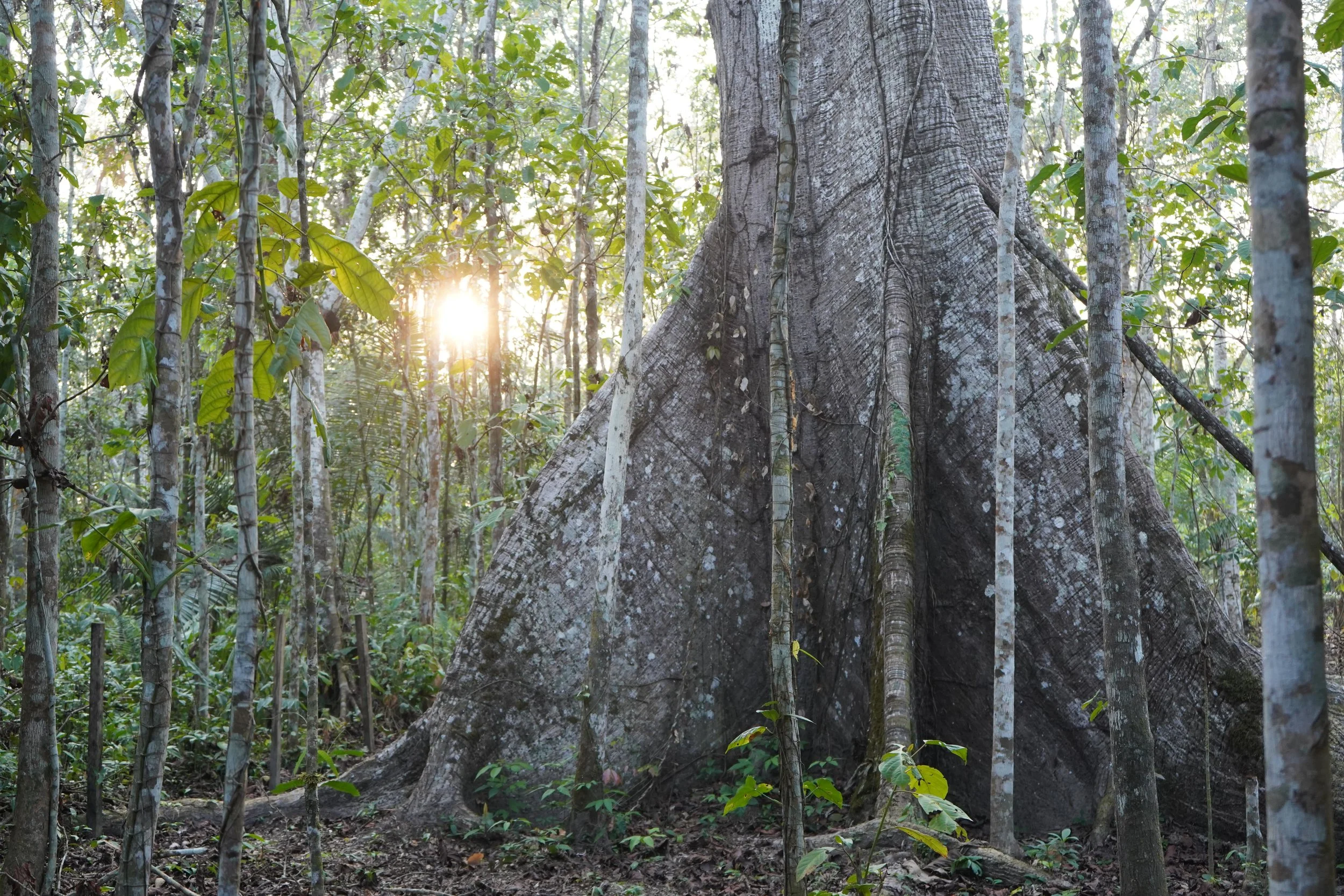 Sunlight shining through trees in a dense jungle with a large, ancient tree trunk.