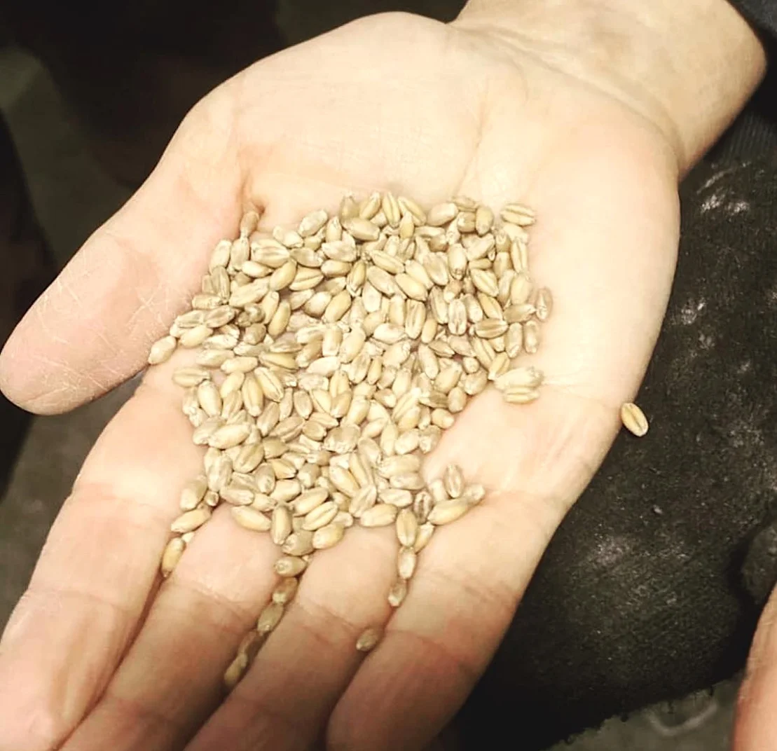 WhiteWheat.jpg