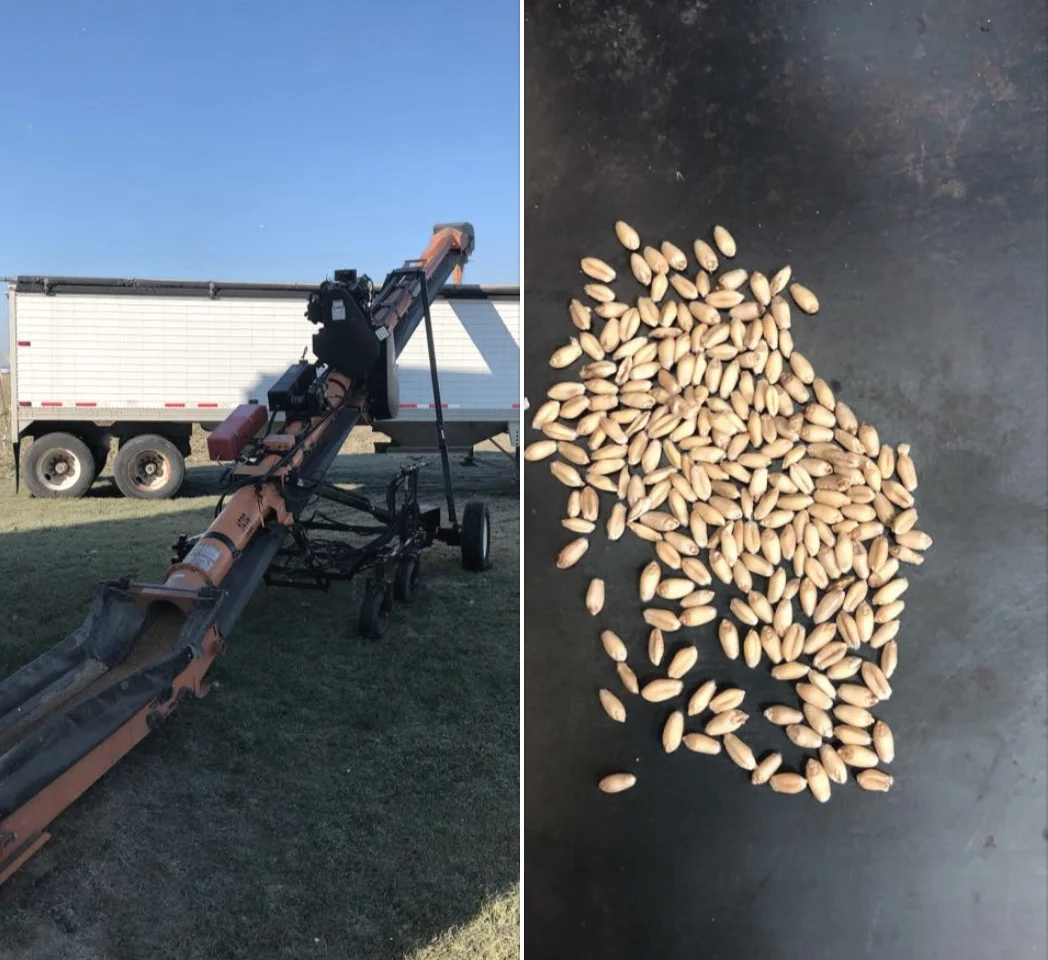 HaroldCheckingWheatQuality.jpg