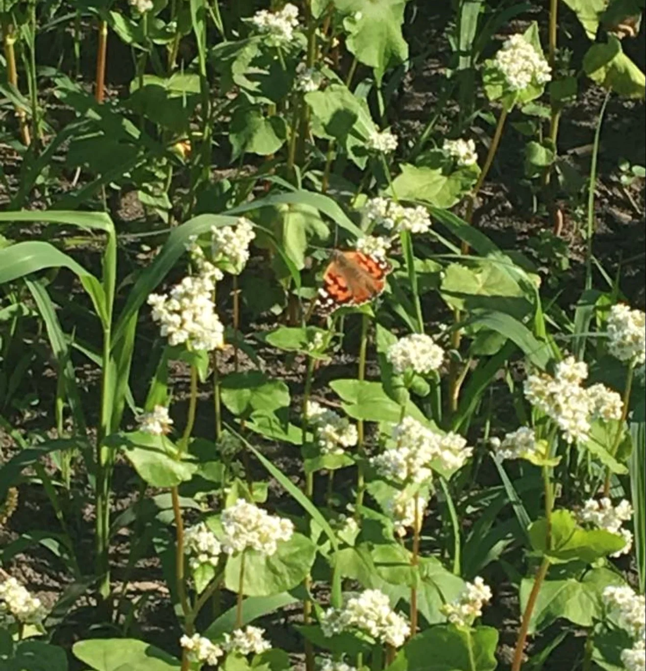 Butterflies and bees love our buckwheat fields.