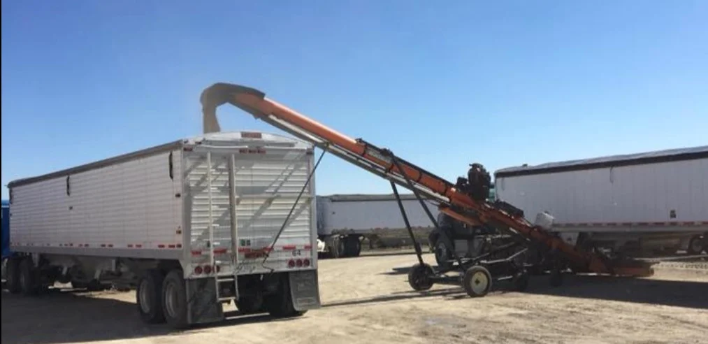 Harold and Ross fill three semi-trailers with organic soybeans destined to become soy milk.