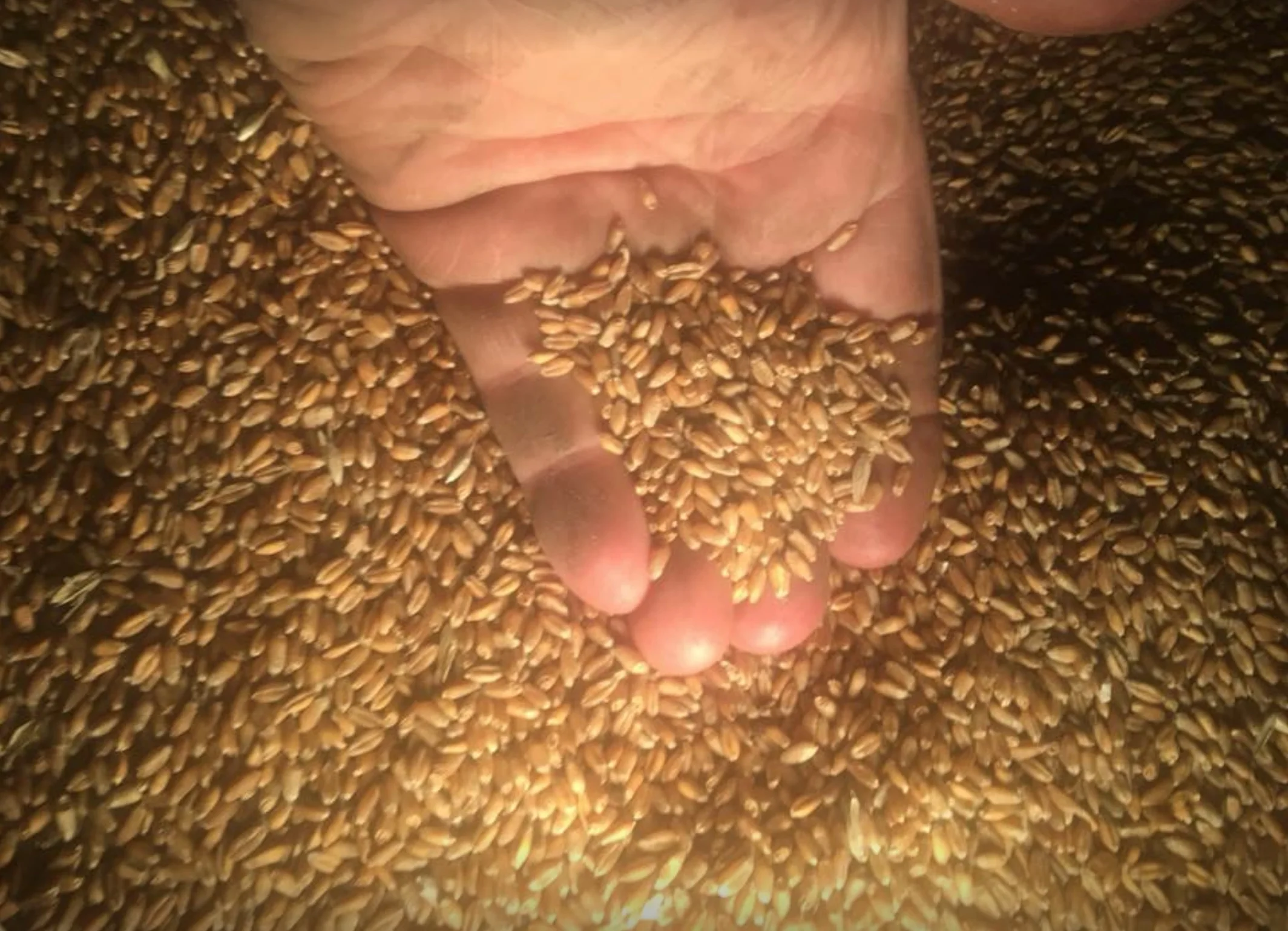 WheatinHaroldsHand.jpg