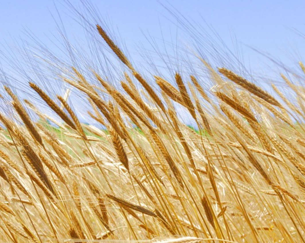 Organic Einkorn Wheat.png