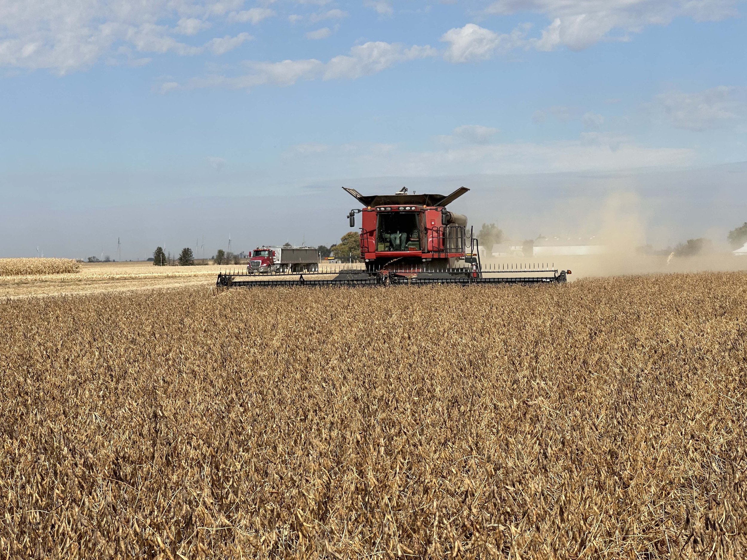 harvesting soybeans.jpg