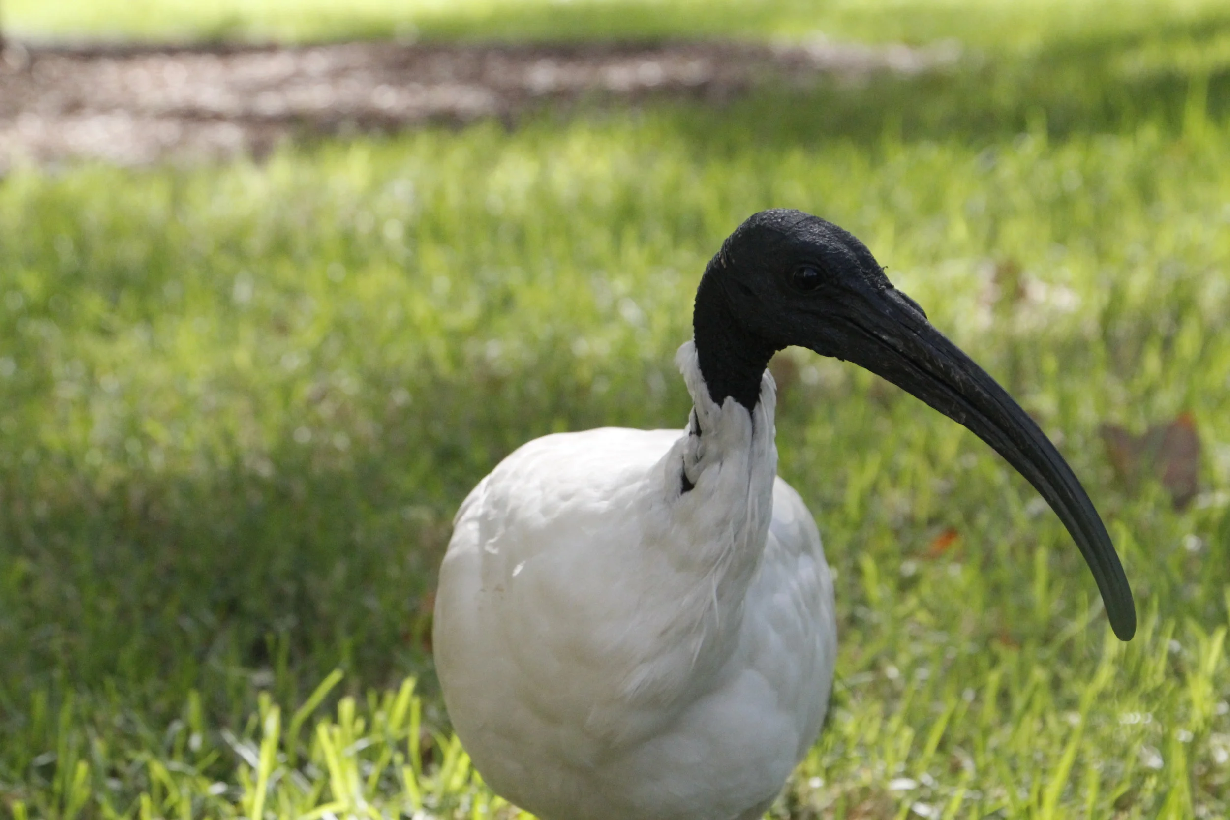 The ballad of the Ibis: The Sydney Bin Chicken. 