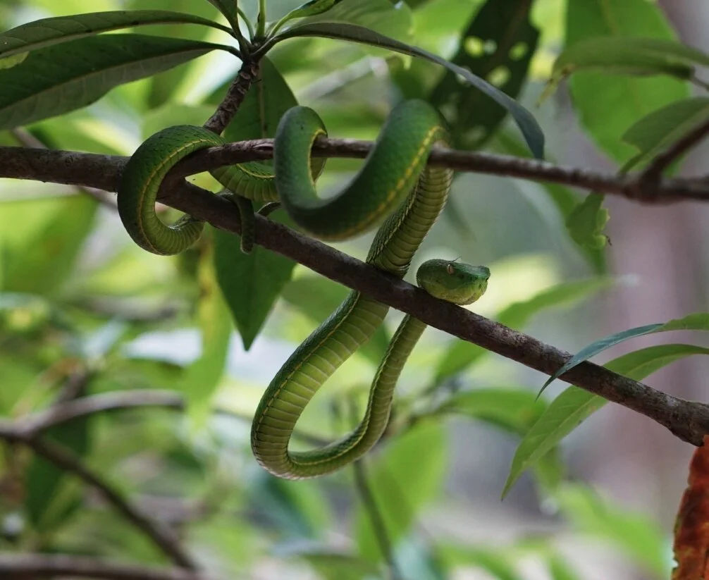 Khao Yai National Park