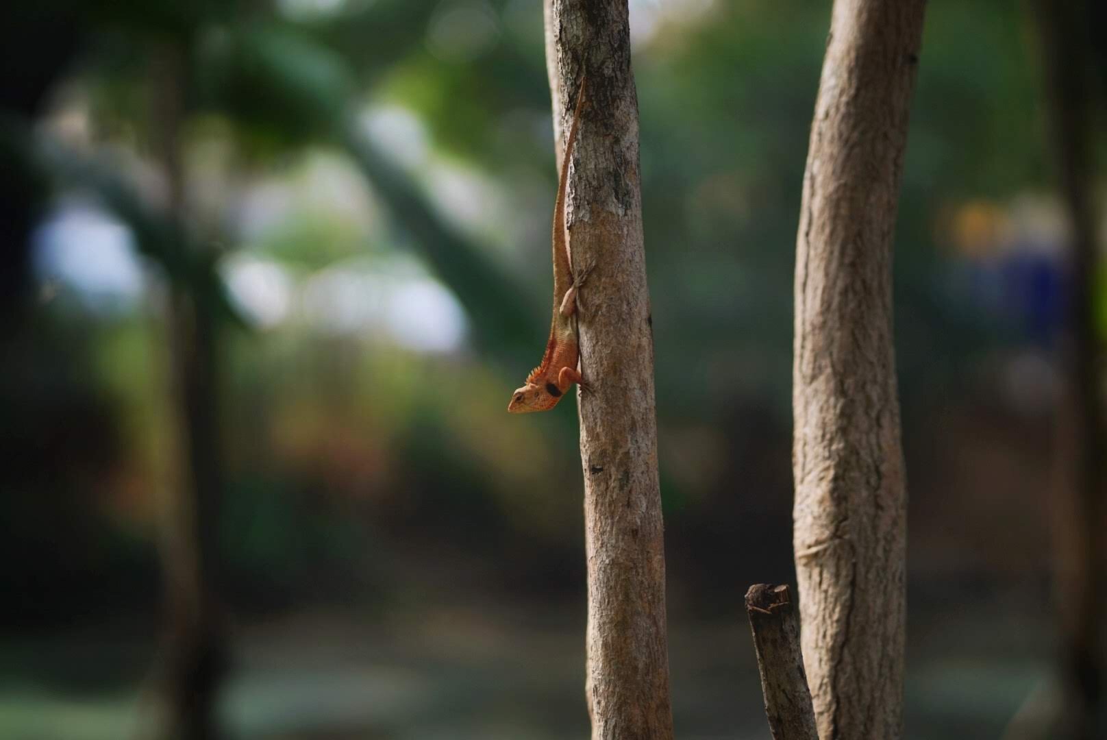 Finding Wildlife in Urban Cambodia