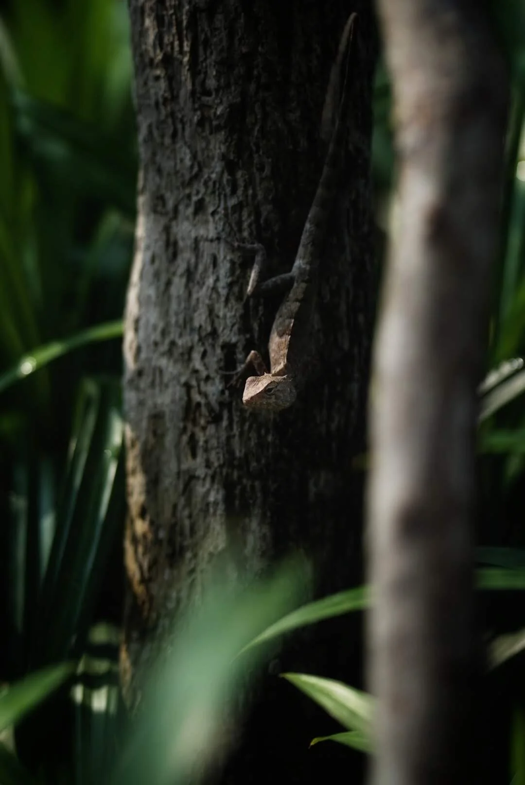 The Disappearing Lizard