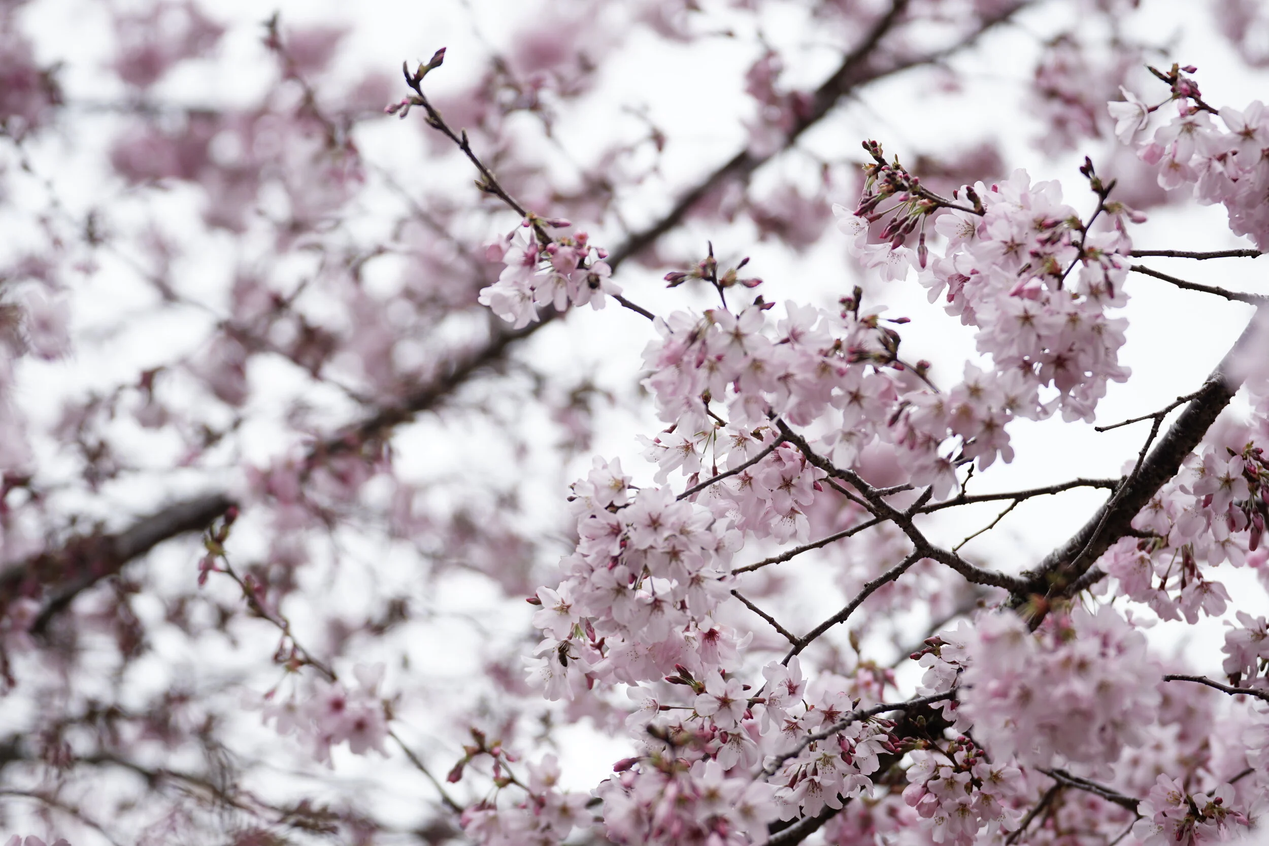 Waikato Blossom Guide