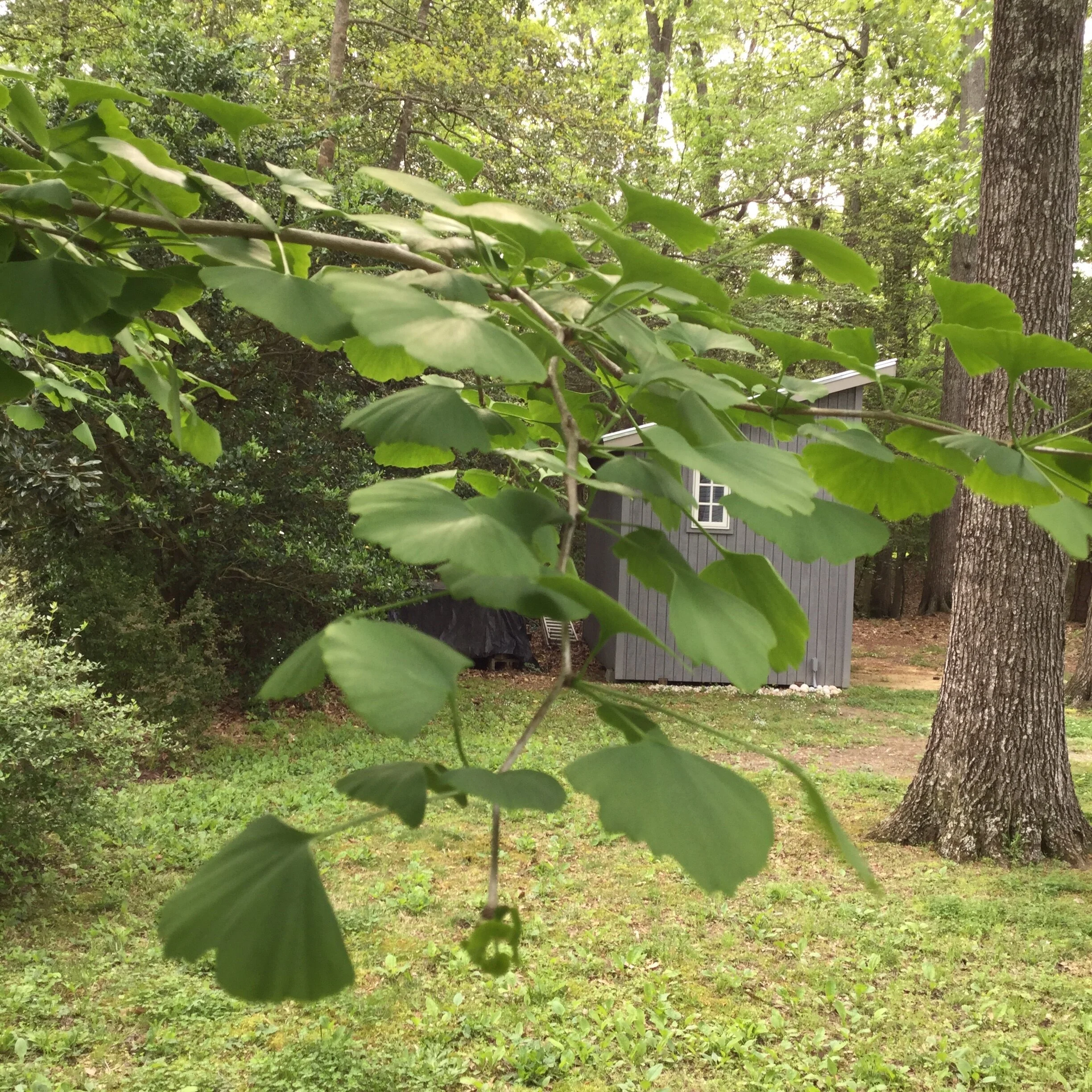 Gingko Tree with Vintage Modern Shed