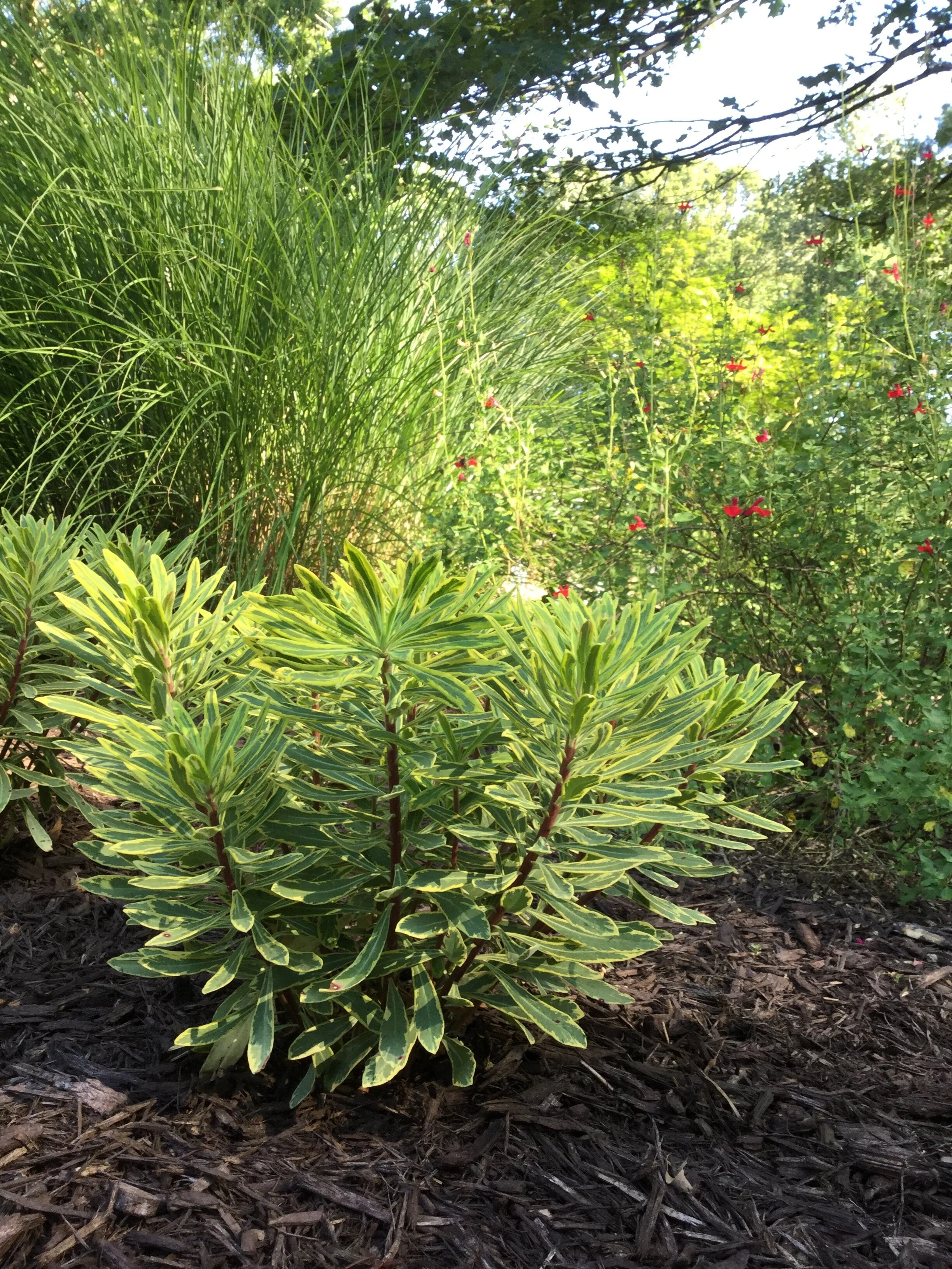 Late Summer Garden Tips