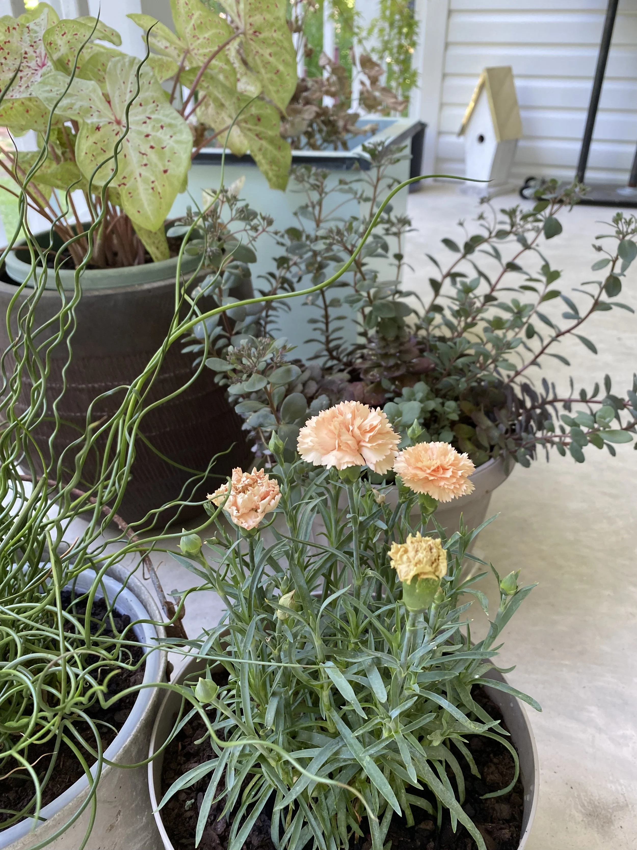 Container Gardening Creative Tips