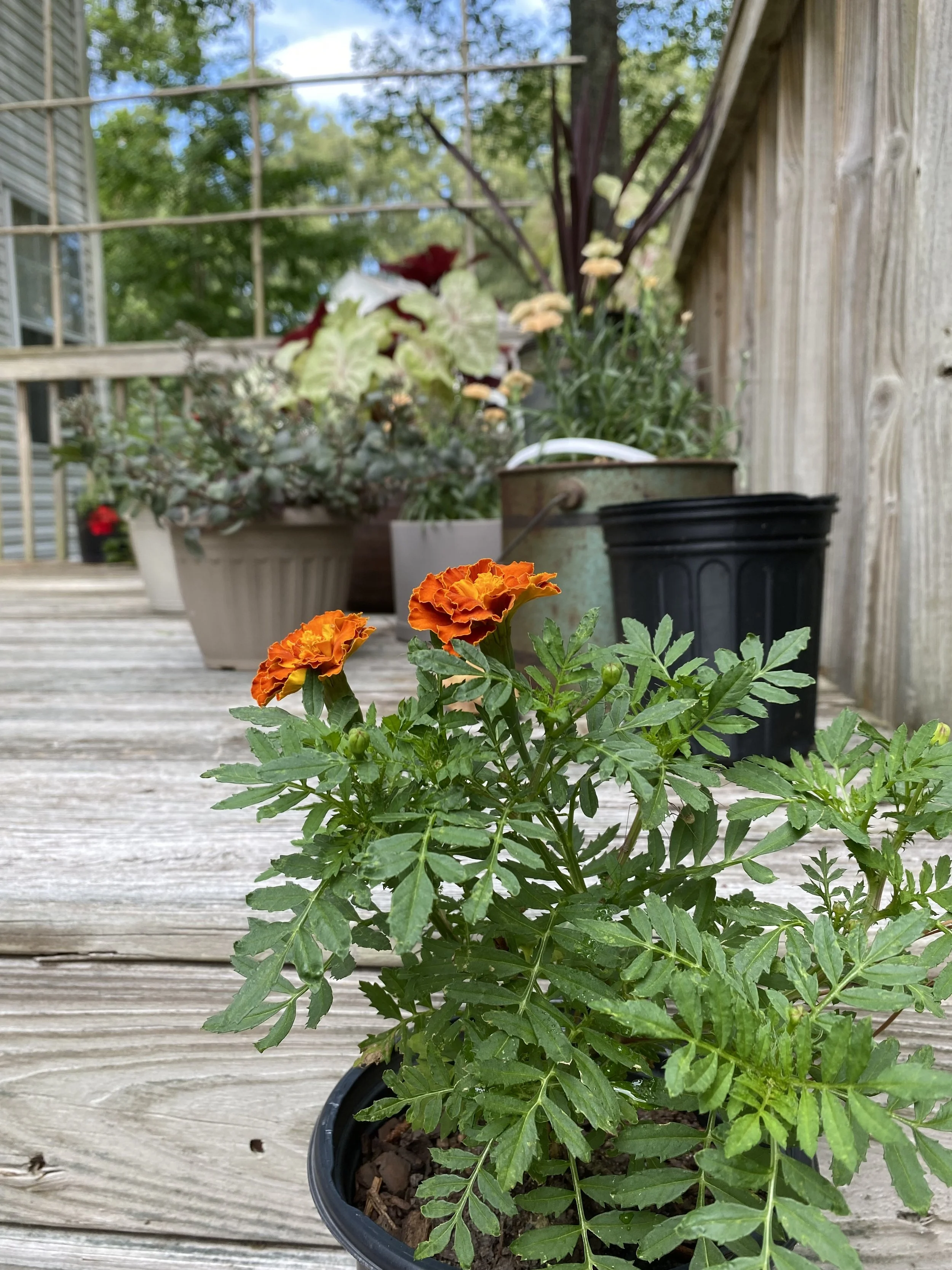  Late Summer Container Garden 