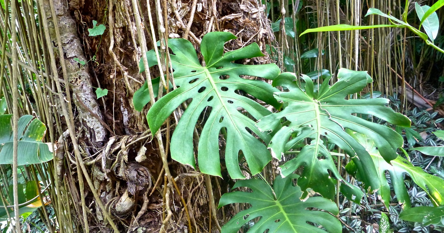jungle.jpg