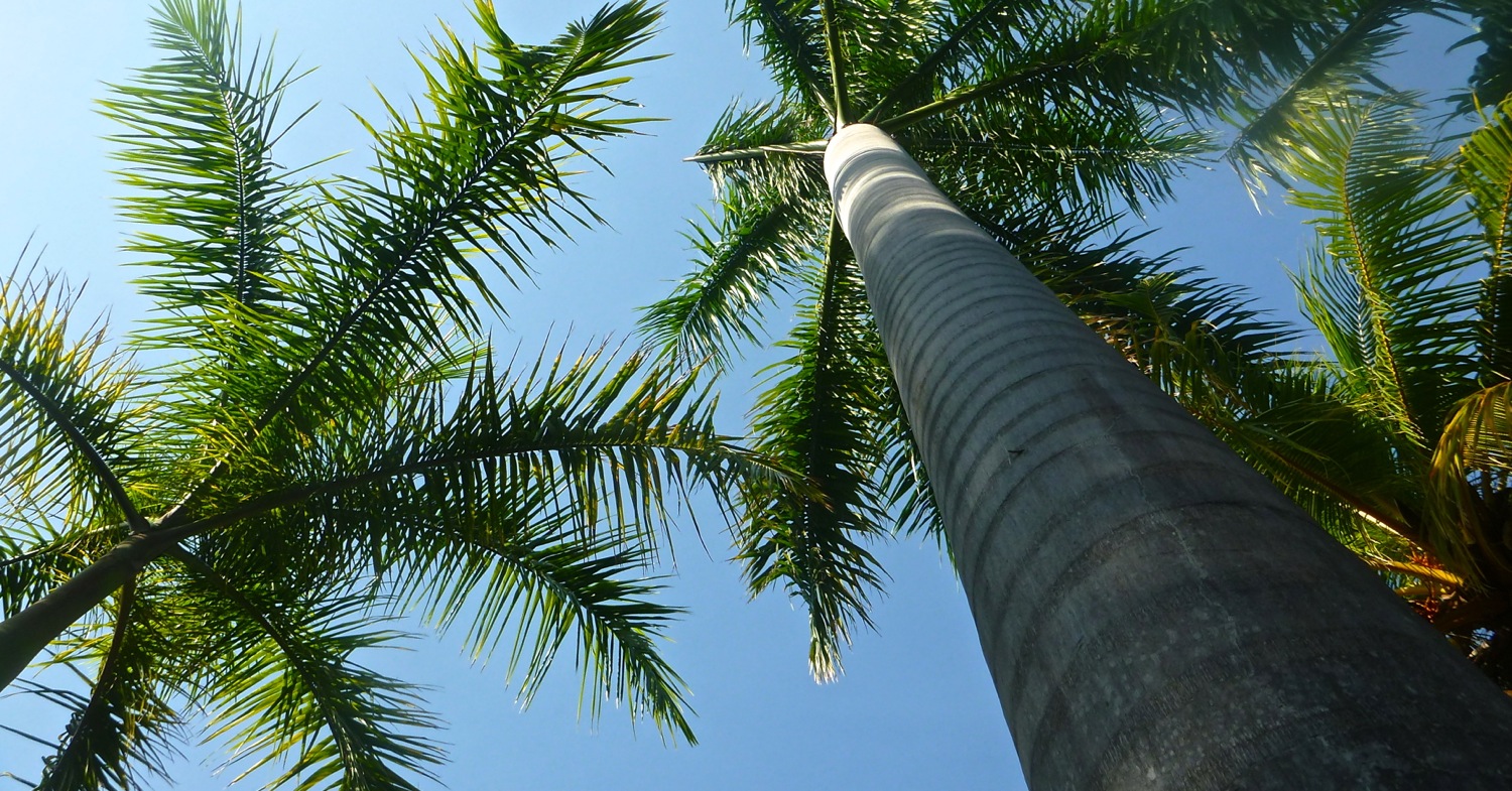 big-palms.jpg