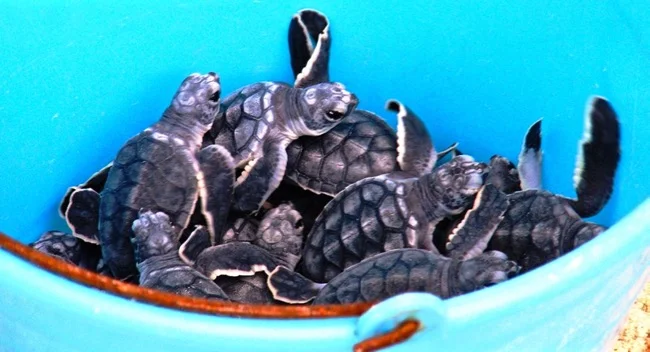 turtlas