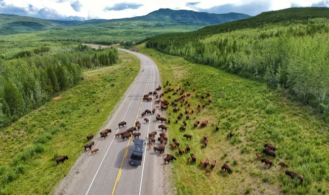 bison van.jpg