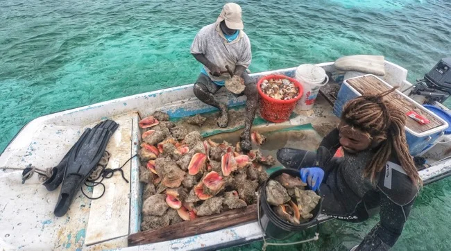 conch.jpg