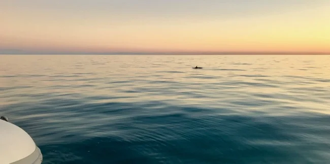 dolphin sunset.jpg