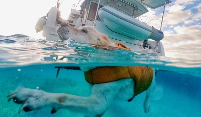 water dog.jpg