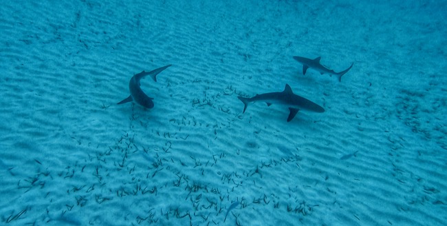 reef sharks.jpg