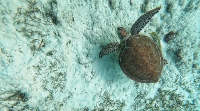 green cay turtle.jpg