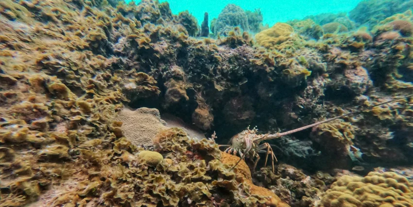 lobster1.jpg