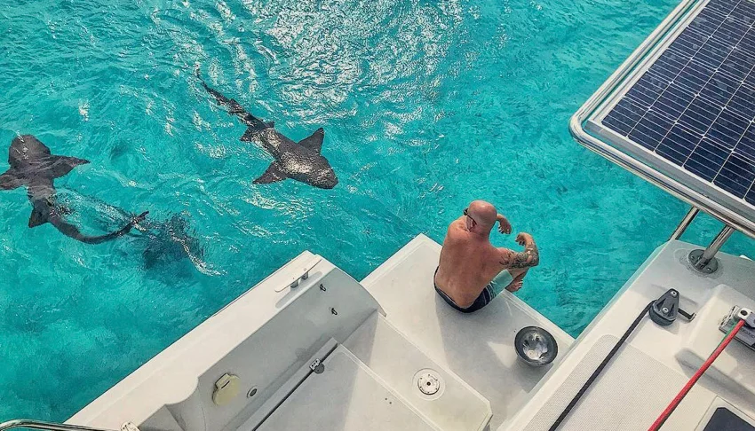 sharks.jpg