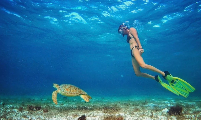 turtle snorkel.jpg