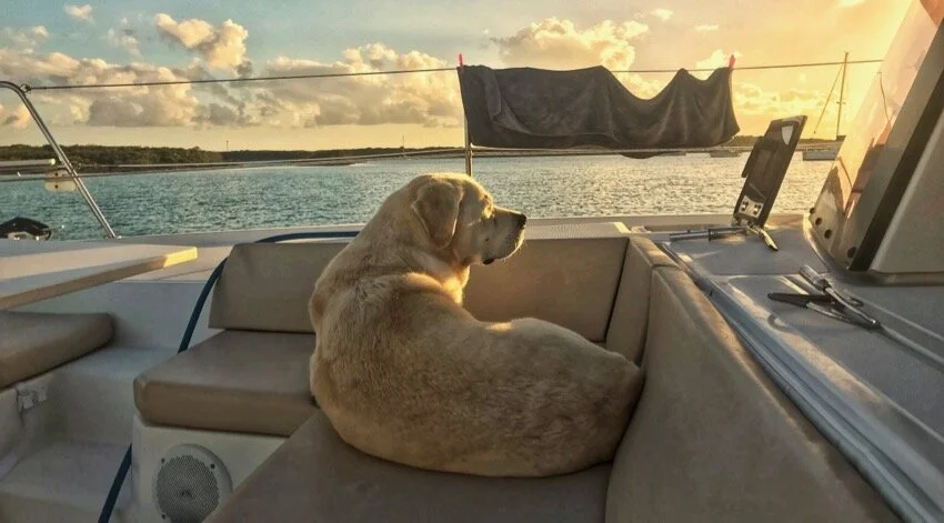 dog on boat