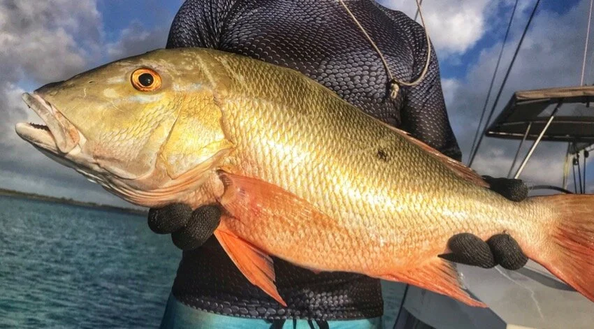 mutton snapper spearfish