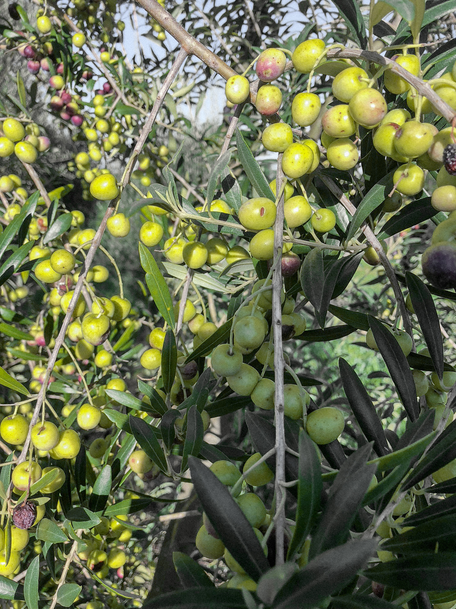 Olives up close.jpg