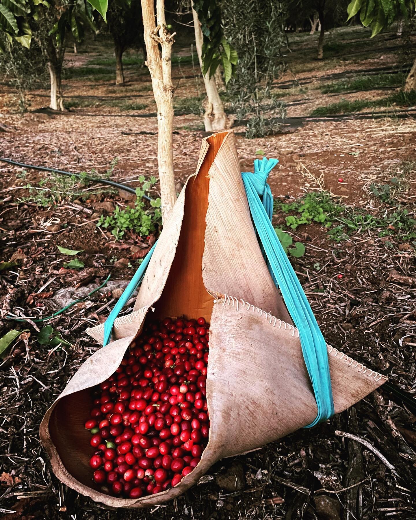 It&rsquo;s still a small coffee operation but we love sharing what we can&mdash;✋🤚hand picking the reds on our growing trees throughout the months and processing through our hands and those from our community! Mahalo @kupaafarms and @mauicoffeeroast