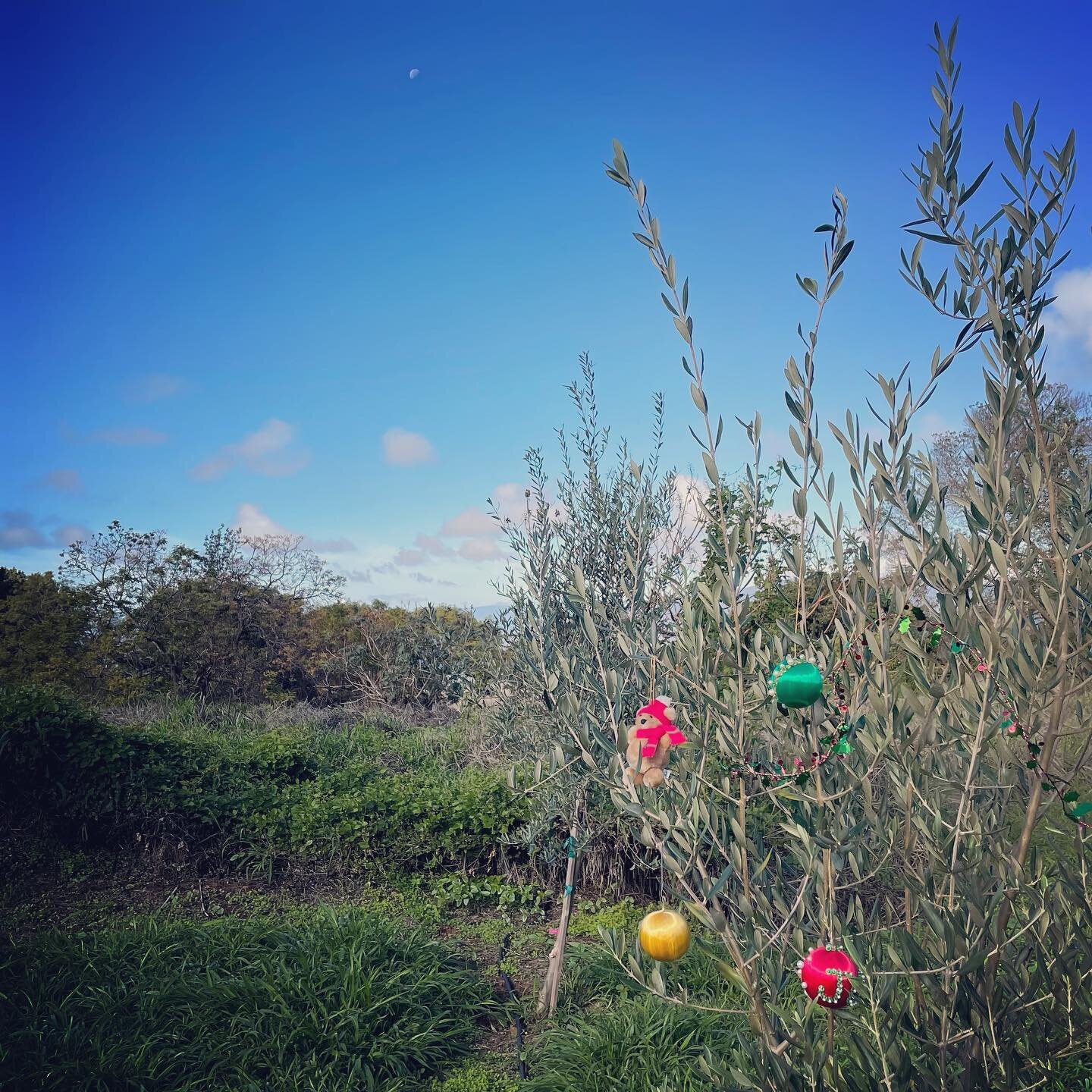 Happy holidays from the olive grove! 🎄🎄It&rsquo;s such a beautiful morning here with the trees, the birds, the sun and the moon 🌙.

Wishing you a wonderful weekend!

The PueoKea Family 👨&zwj;👩&zwj;👧&zwj;👦

#happyholidays #tistheseason #treedec