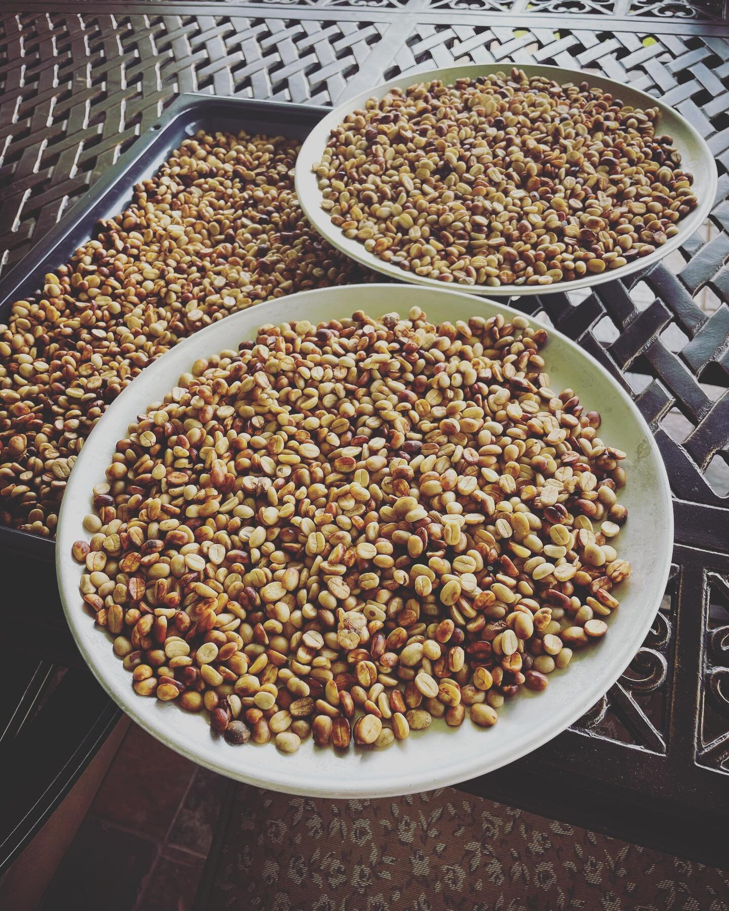 Coffee trees 🌳🌳got us starting up the drying process again! ☕️☕️☕️

#coffeebeans #dryingrack #dryingoutinthesun #coffeetime #growyourown #localfarms #upcountrymaui