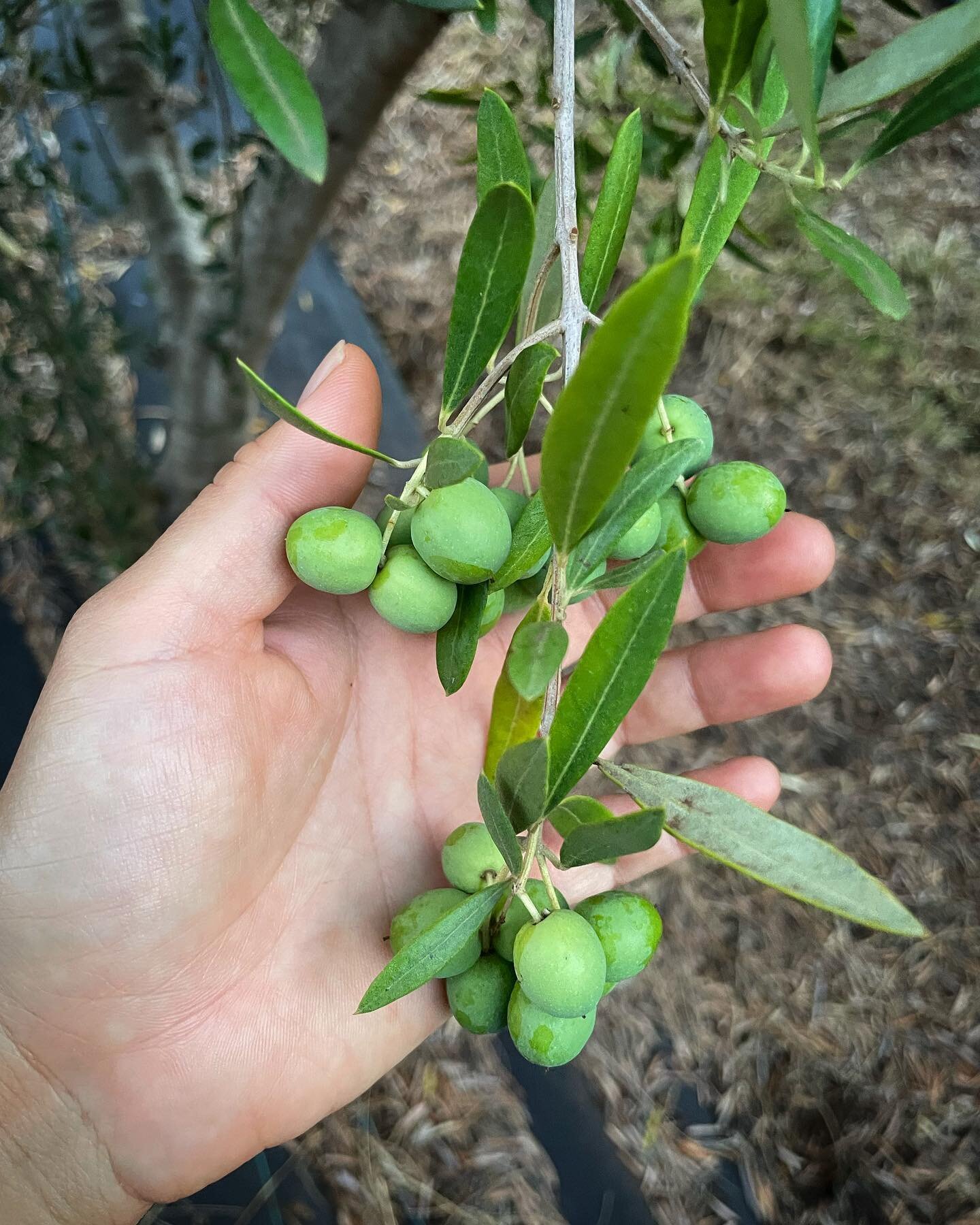 Trees are getting ready for the upcoming season!! Hang tight olives, we&rsquo;re ready in a couple months 😅🫒🫒🫒🫒

#olivesmaui #mauioliveoil #pueokeafarmsoliveoil #evoo #upcountrymaui #mauinokaoi #olivesnokaoi #gettingreadyforseason
