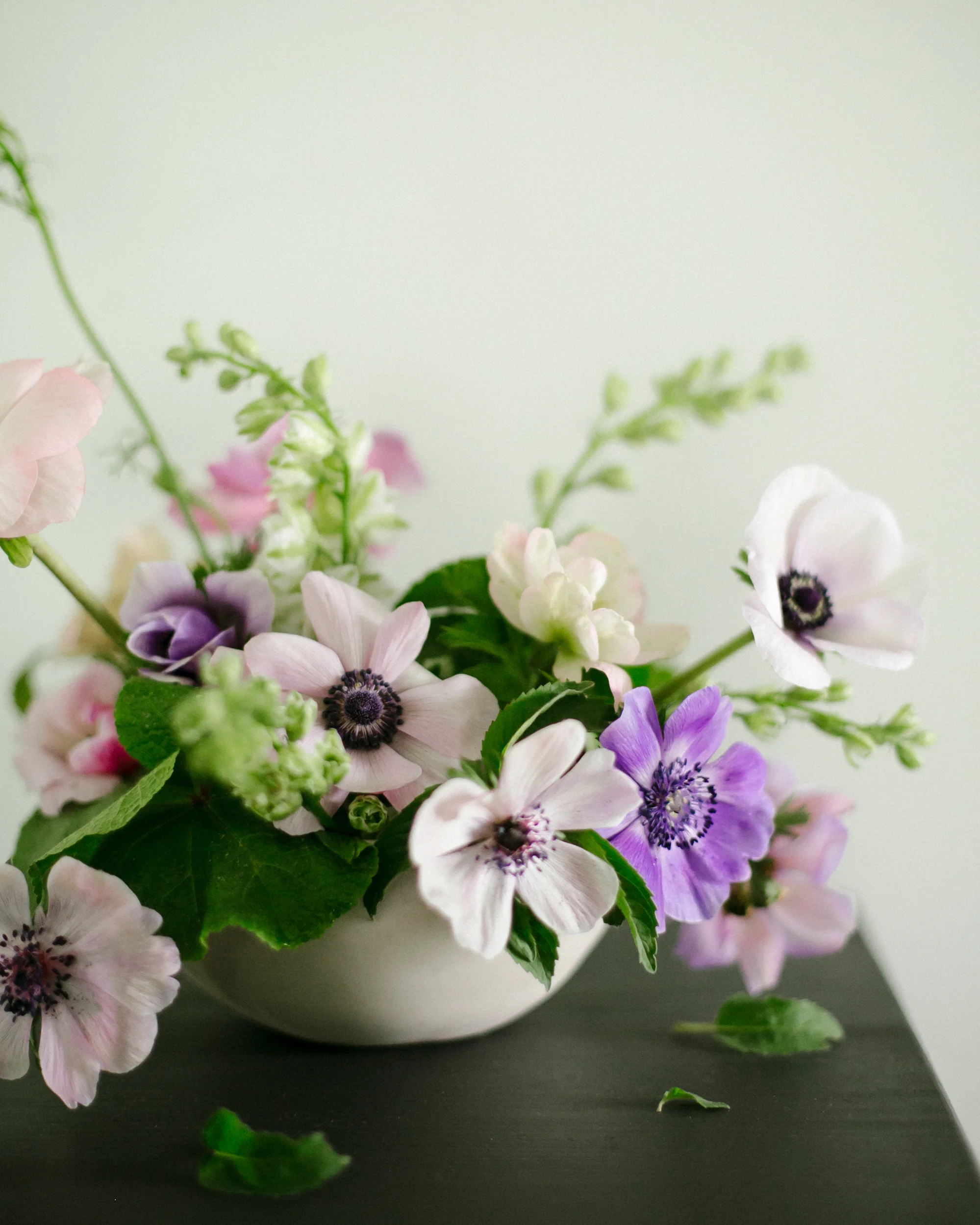 anemone-1.jpg