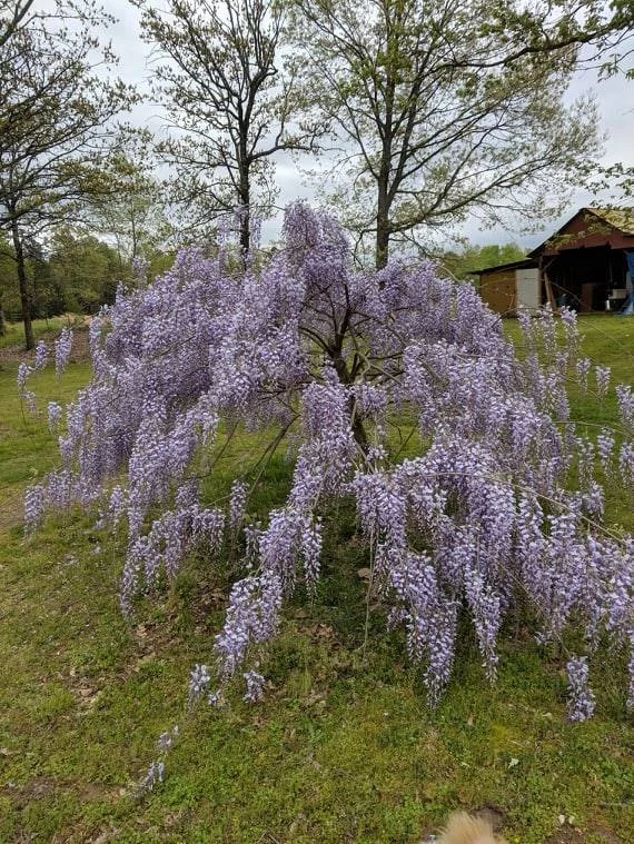 Wisteria