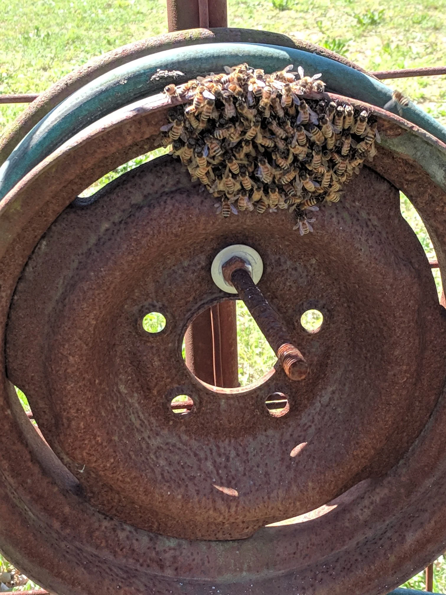 The Amazing Honey Bee